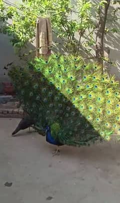 Indian