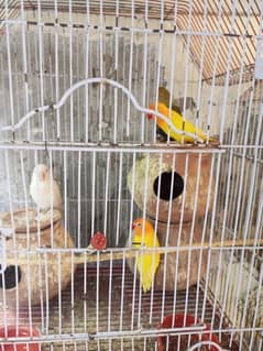 Urgent Sale Albino Latino Persanata and Green