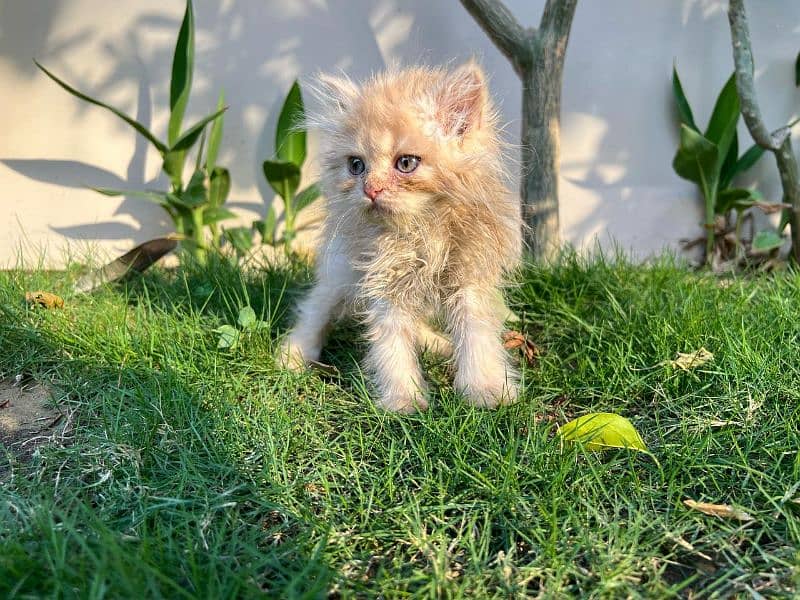 SIBERIAN+PERSIAN KITTEN FOR SALE- 2 MONTHS OLD 0