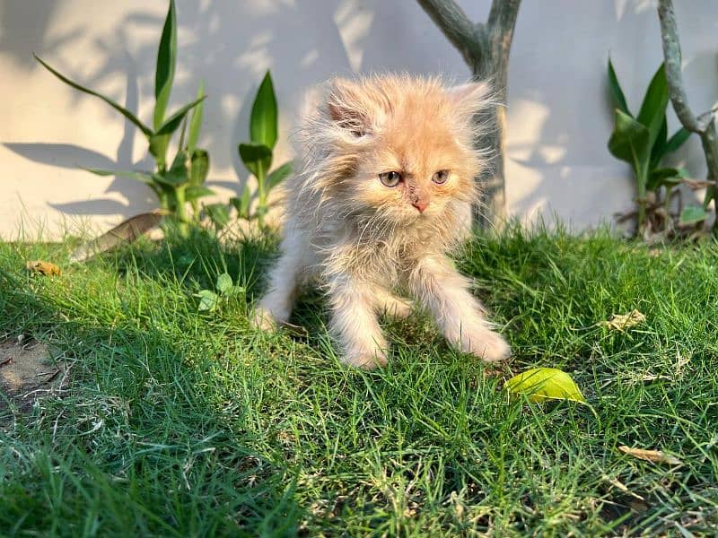 SIBERIAN+PERSIAN KITTEN FOR SALE- 2 MONTHS OLD 1