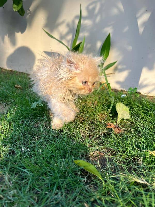 SIBERIAN+PERSIAN KITTEN FOR SALE- 2 MONTHS OLD 2