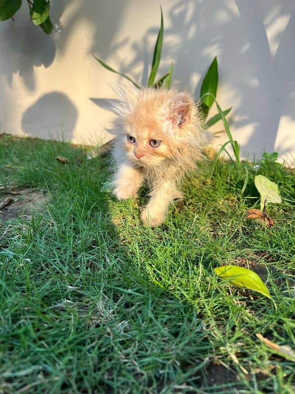 SIBERIAN+PERSIAN KITTEN FOR SALE- 2 MONTHS OLD 3