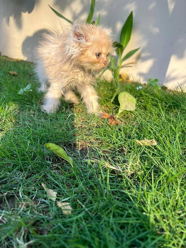 SIBERIAN+PERSIAN KITTEN FOR SALE- 2 MONTHS OLD 4