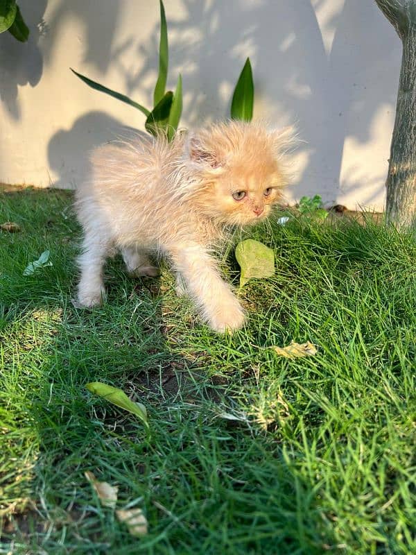 SIBERIAN+PERSIAN KITTEN FOR SALE- 2 MONTHS OLD 5