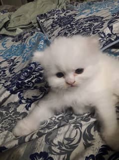 Persian