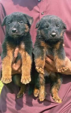 German shepherd Dubal cout pair for sale active and healthy