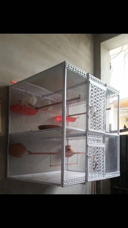 cage parrots 0