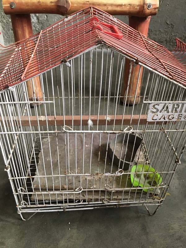 cage parrots 1