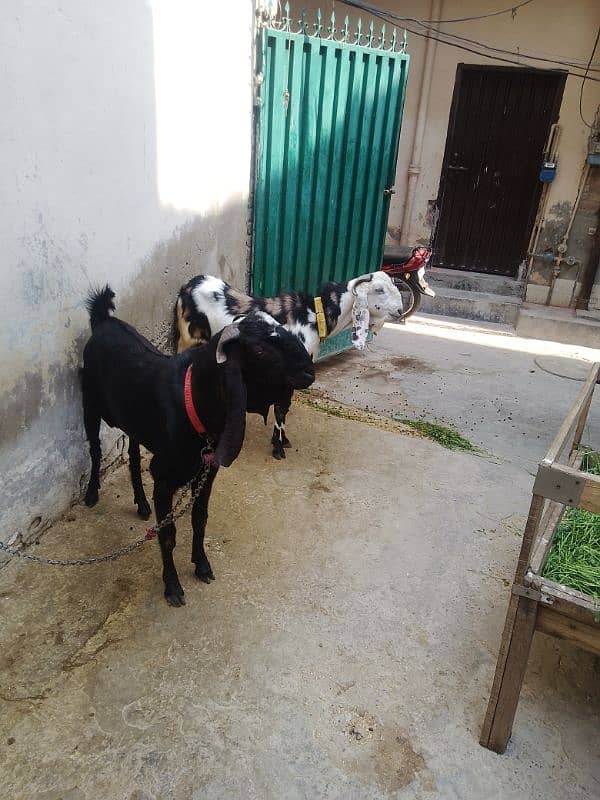 Bakra for sale 0