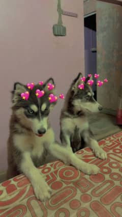 Syberian Husky pair