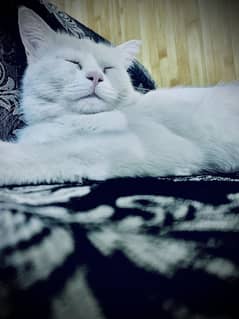 Single