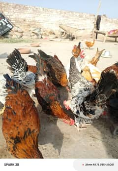 urgent sale chatal mix  80 total