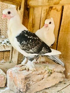 Black Cherry Senti Chicks