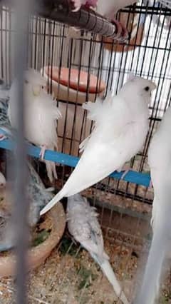 Hogoromo albino