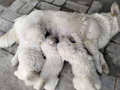 Russian puppies