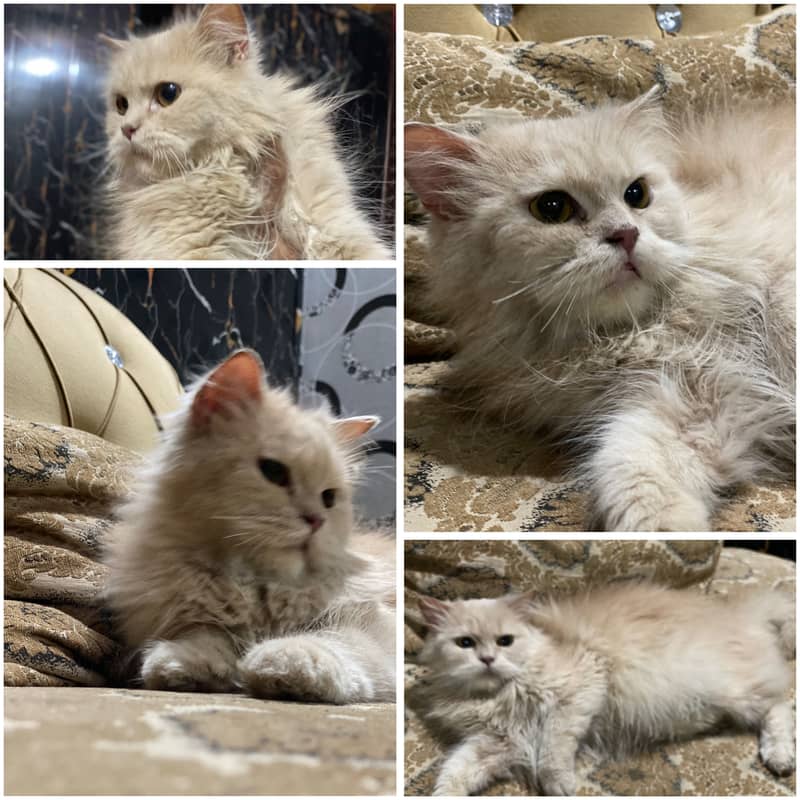 Female Punch Face Cat 0