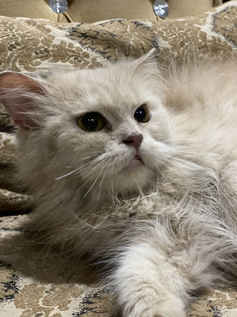 Female Punch Face Cat 1