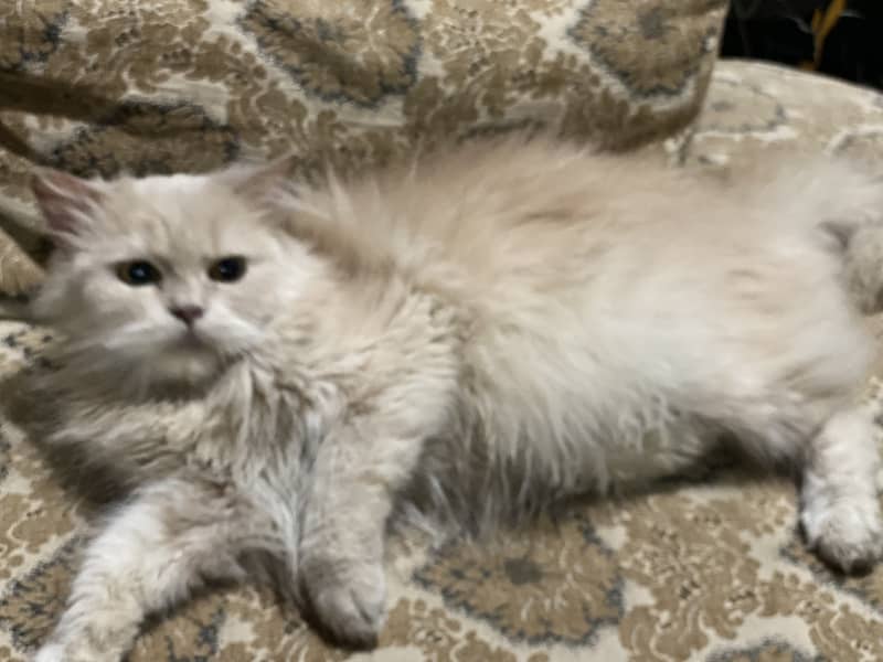 Female Punch Face Cat 2