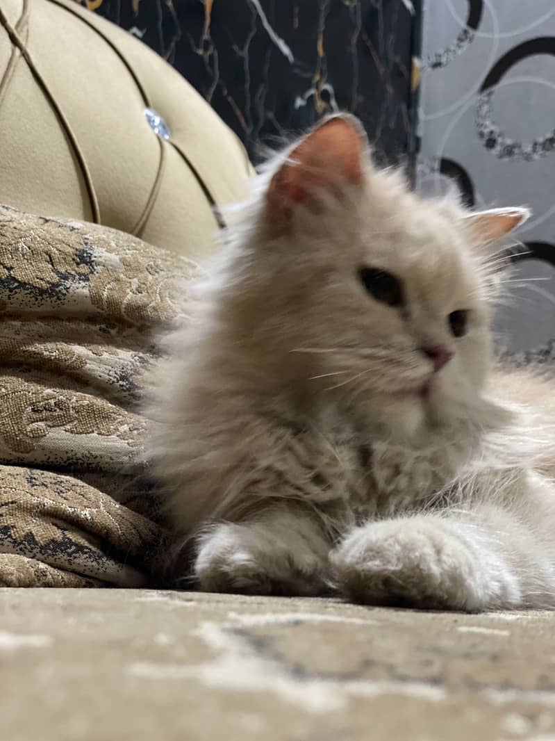Female Punch Face Cat 3