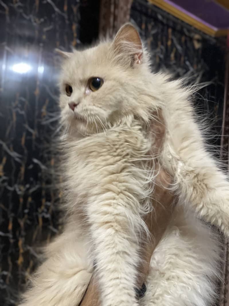 Female Punch Face Cat 4