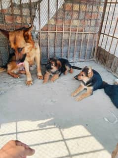 German Shepherd