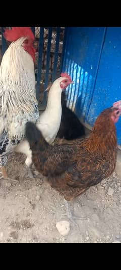 1 Male 3 Female