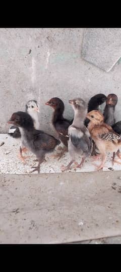 Bahrmi aseel chicks