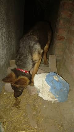 German shepherd