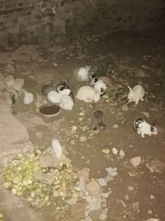 ہولینڈ  لوپ  ہے اور اگر کسی کو چاہیے  واٹس ایپکرے   03159430714