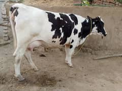 second time 4 dant heifer