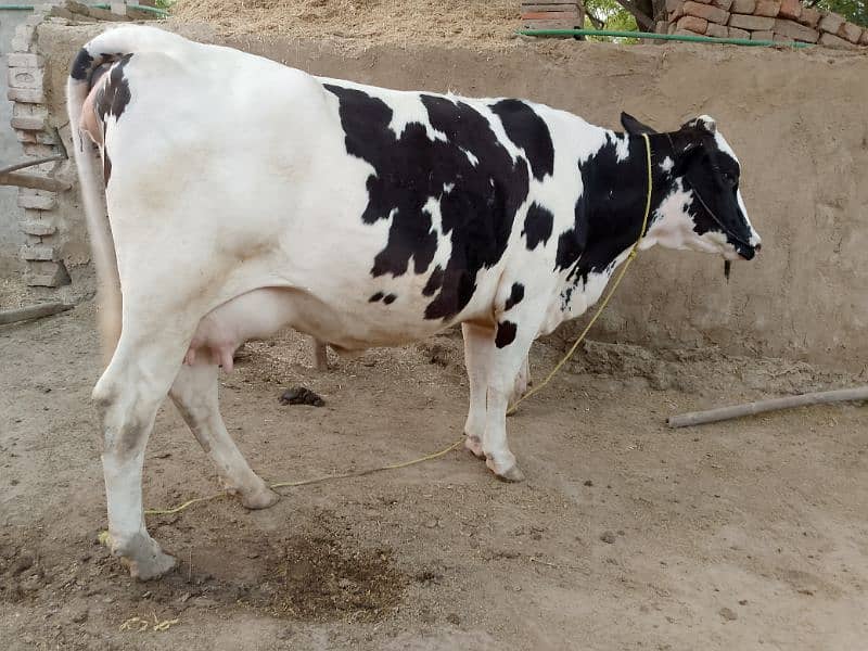 second time 4 dant heifer 0