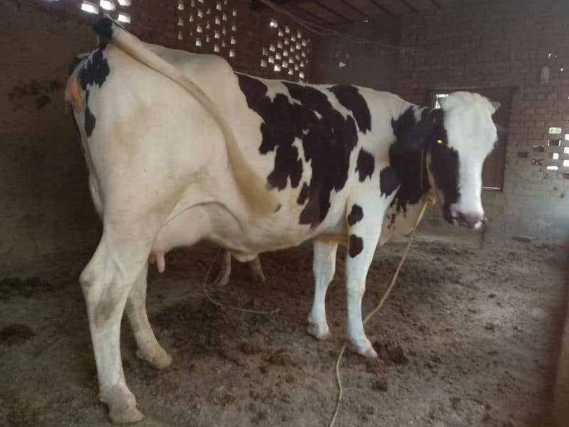 second time 4 dant heifer 2