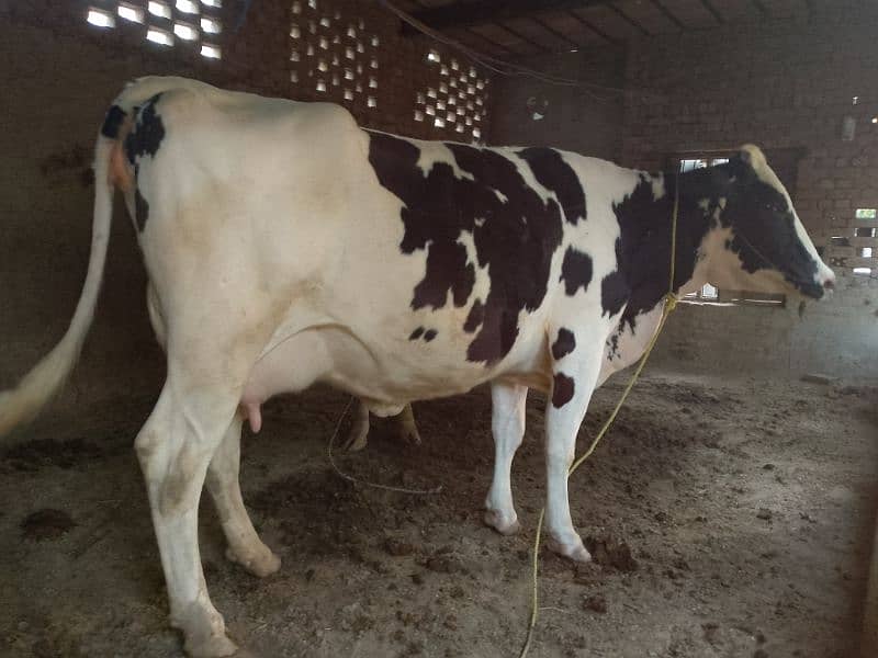second time 4 dant heifer 3