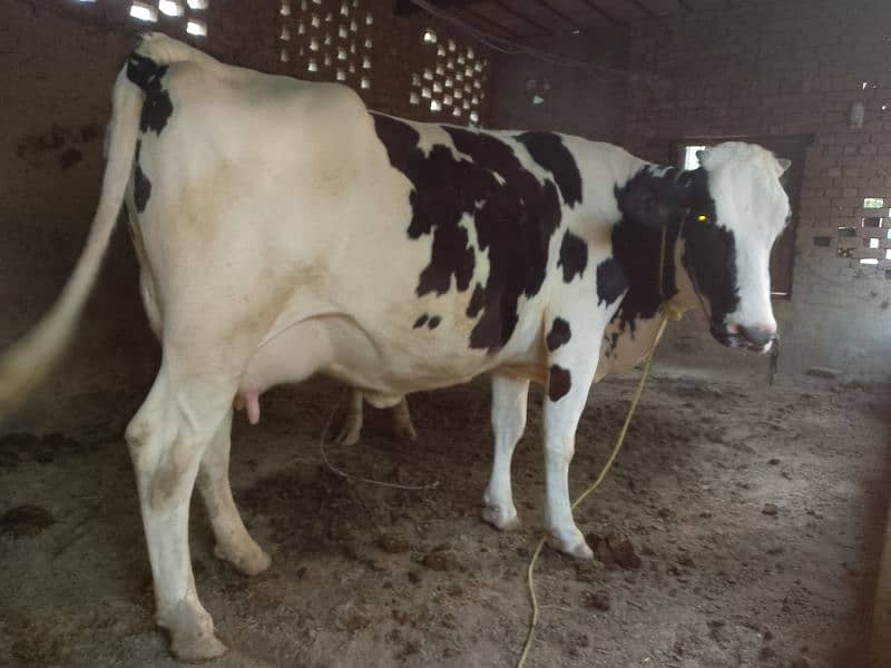 second time 4 dant heifer 4