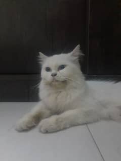 Persian