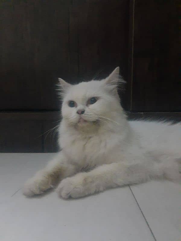 Persian Cat Snow White triple Coated Urgent Sale 0