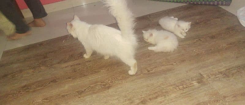 Persian Cat Snow White triple Coated Urgent Sale 1
