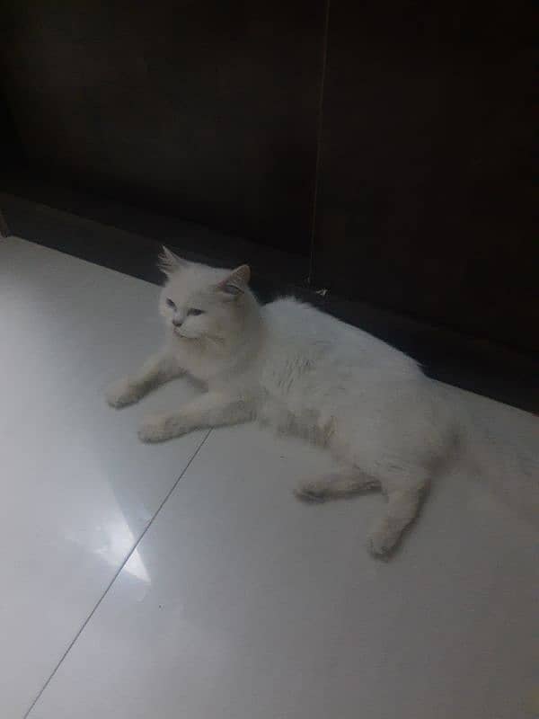 Persian Cat Snow White triple Coated Urgent Sale 2