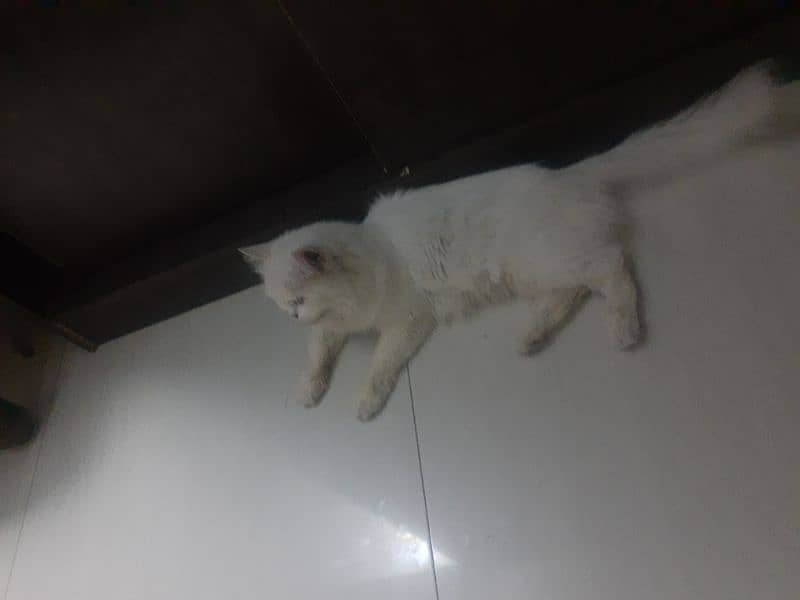 Persian Cat Snow White triple Coated Urgent Sale 3
