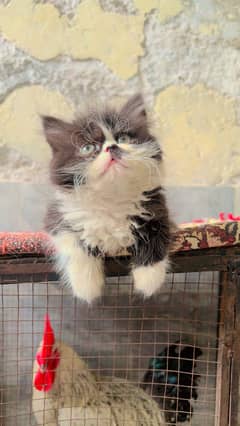 Oreo triple coat near to piki