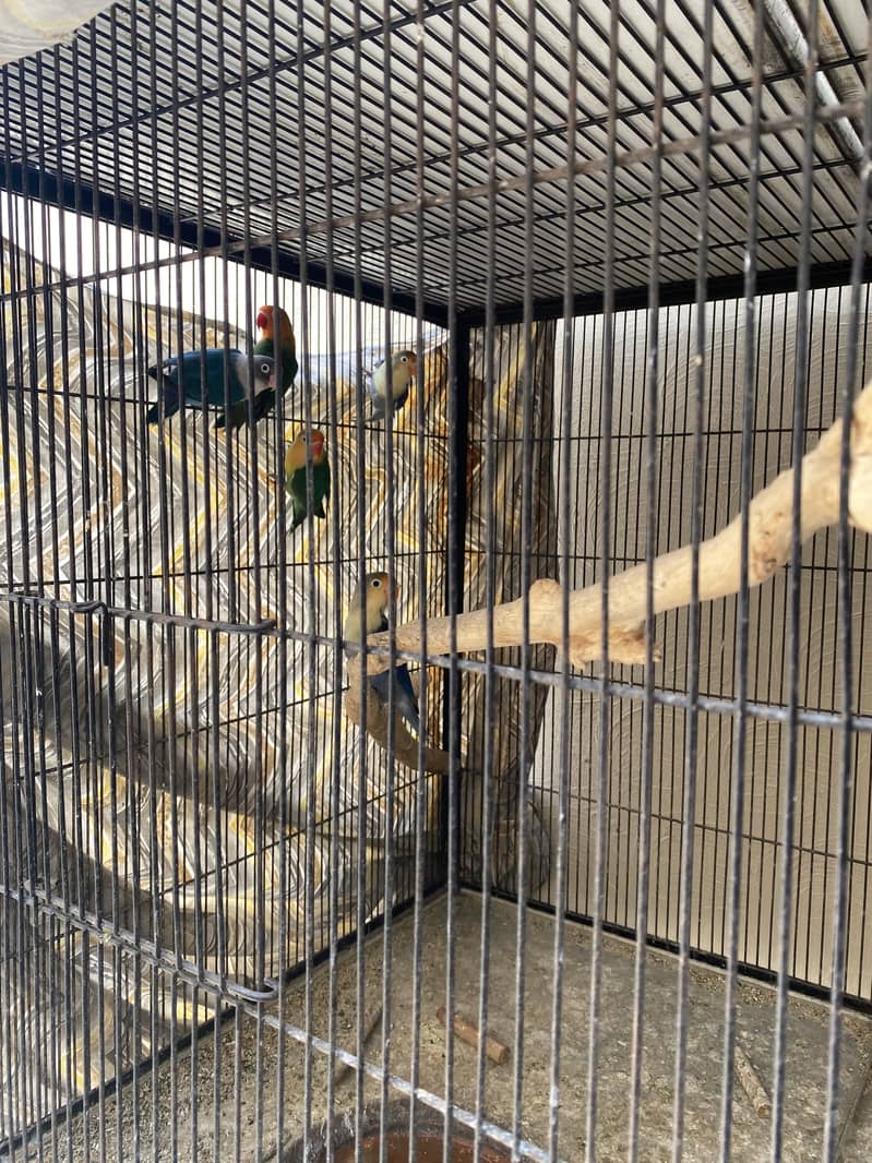Mix mutations lovebirds 0