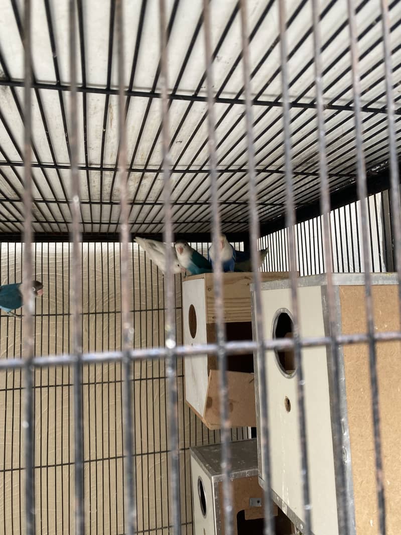 Mix mutations lovebirds 1