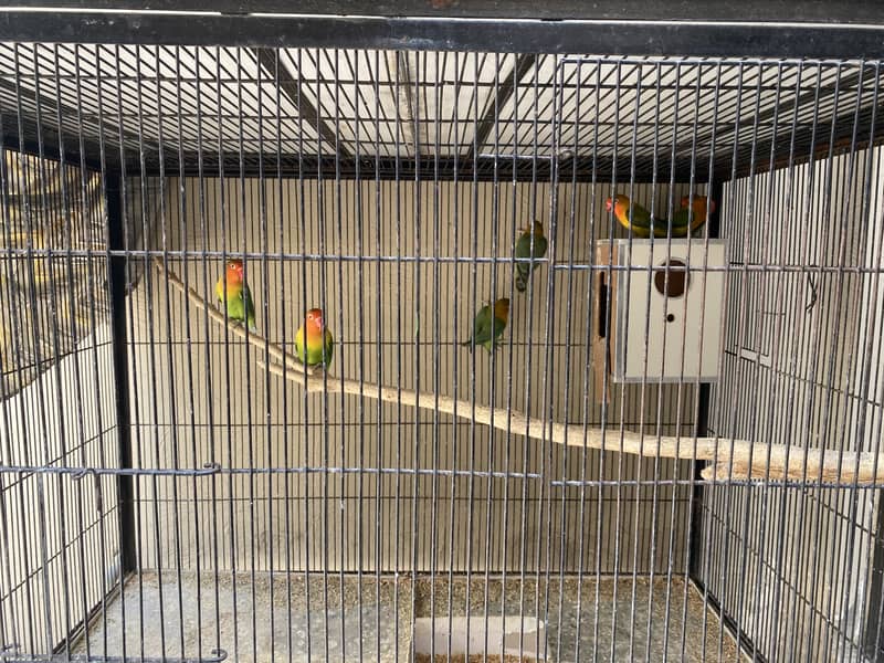 Mix mutations lovebirds 2