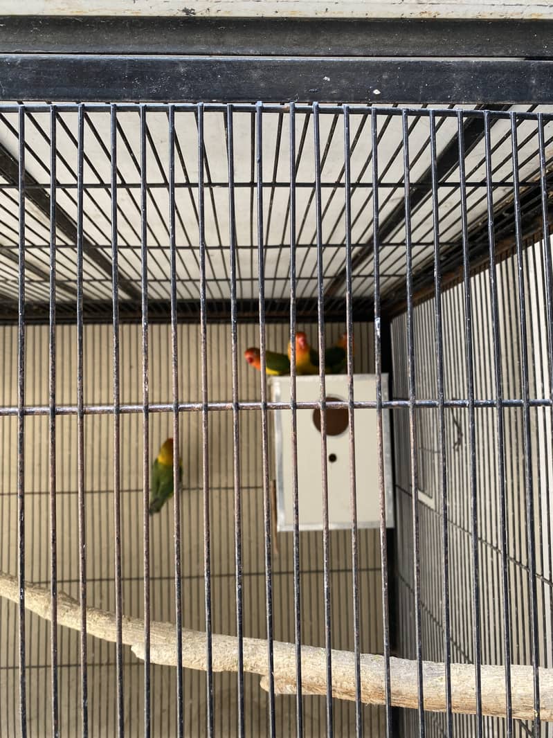 Mix mutations lovebirds 3
