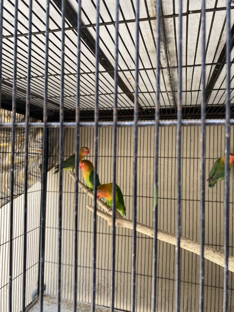 Mix mutations lovebirds 4