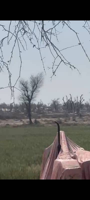 100 Kanal (12.5 Acre) Agriculture land available for sale Inteqaal available at very good location near Ada Subeel on Hasil Pur Road, Hasil Pur 8