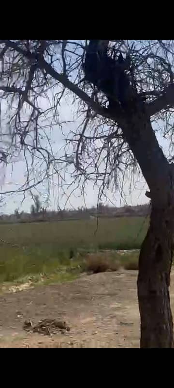 100 Kanal (12.5 Acre) Agriculture land available for sale Inteqaal available at very good location near Ada Subeel on Hasil Pur Road, Hasil Pur 10