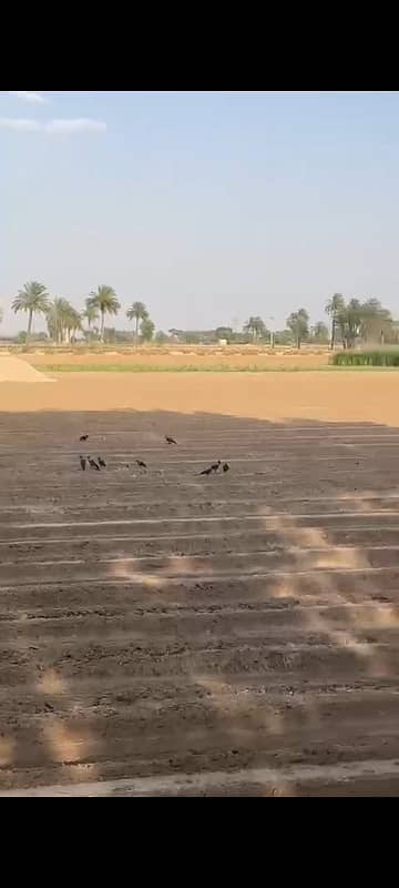100 Kanal (12.5 Acre) Agriculture land available for sale Inteqaal available at very good location near Ada Subeel on Hasil Pur Road, Hasil Pur 0
