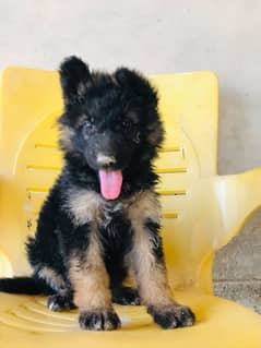 German shepherd female for Sale