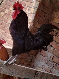 Austrolope murga for sale
